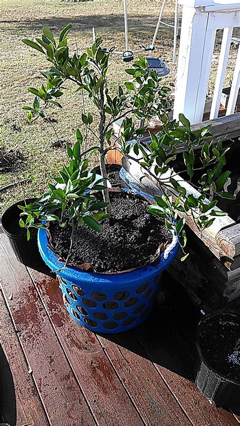 Diy Air Pruning Pot Large Pot Instructables