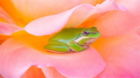 Connect with them on dribbble; Cute Frog in Pink Flower | HD Wallpapers