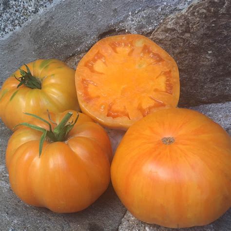 Tomato Orange Jazz Organic Harris Seeds