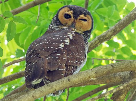 Spotted Wood Owl Ebird