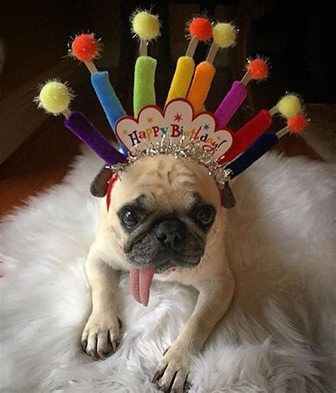 Birthday Pug Party Pugs Pinterest Birthday Pug Birthdays And Animal