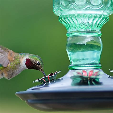 Antique Glass Bottle Hummingbird Feeder Chaar