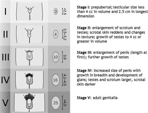 Tanner Staging For Genital Development In Babes Adapted From An Image Download Scientific