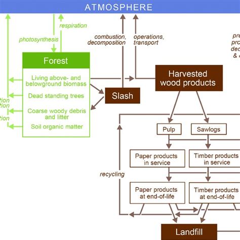 Carbon Stocks And Transfers In A Forest And Harvested Wood Products