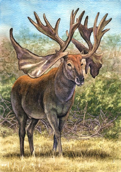 Art Illustration Prehistoric Mammals Cervalces Scotti Is An
