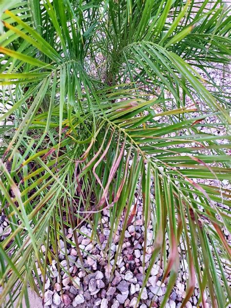 Recently Planted And Dying Pygmy Date Palm Discussing Palm Trees