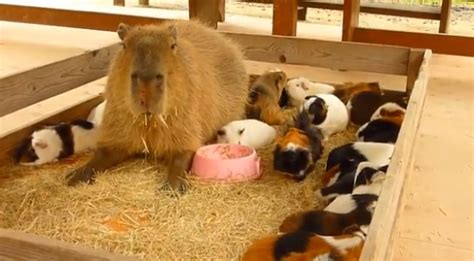 Guinea pigs are rodents that were first domesticated in 5,000 b.c. Capybara: The World's Biggest Rodent - PopLyft