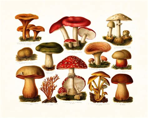 Antique Mushrooms Botanical Art Print Botanical Art Vintage Mushroom