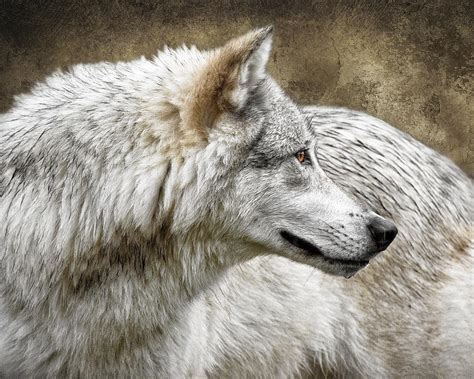 Grey Wolf Portrait Photograph By Wes And Dotty Weber Fine Art America