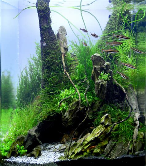 This topic is not to be taken lightly, because once your aquascape is set, it's usually very hard to rearrange later on. Aquascaping Grifon: Quality test Results DENNERLE Nano ...