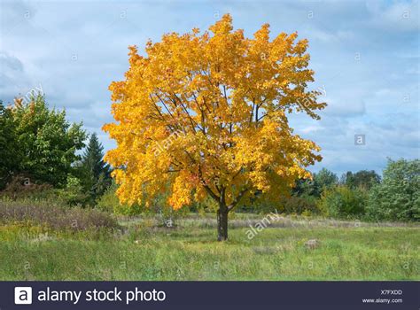 Norway Maple Acer Platanoides Single Tree In Autumn Germany Stock