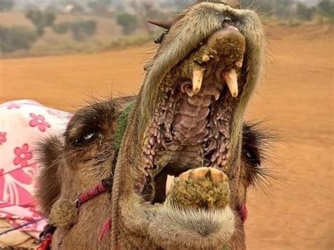 If you've ever heard before that some cacti are actually edible, you might've paused for a moment and wondered about what animals are actually capable of eating the spiny things. How are camels capable of eating a cactus? - Quora
