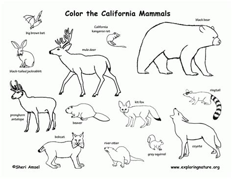 Printable Pictures Of Mammals Coloring Home