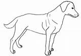 Labrador Coloring sketch template