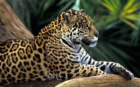 Jaguar A Strong Wild Cat