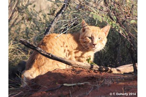 Efforts Are Needed To Protect Native Species From Feral Cats