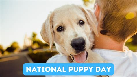 National Puppy Day Including Vet Tips