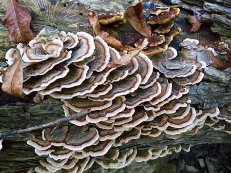 the foraged foodie foraging how to identify turkey tail mushrooms for natural cancer fighting