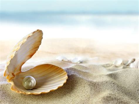 Wallpaper Seashell Beach Sand Perl Tropical Beach Sand Sea Sun