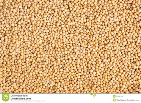 White Mustard Seeds Royalty Free Stock Image Image 31067226