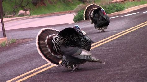 zion national park utah wild turkey mating dance youtube