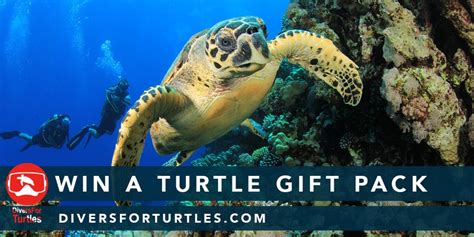 See Turtles Saving Sea Turtles Through Education