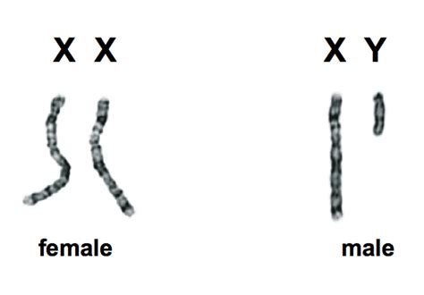 Sex Genes The Y Chromosome And The Future Of Men Scitech Connect