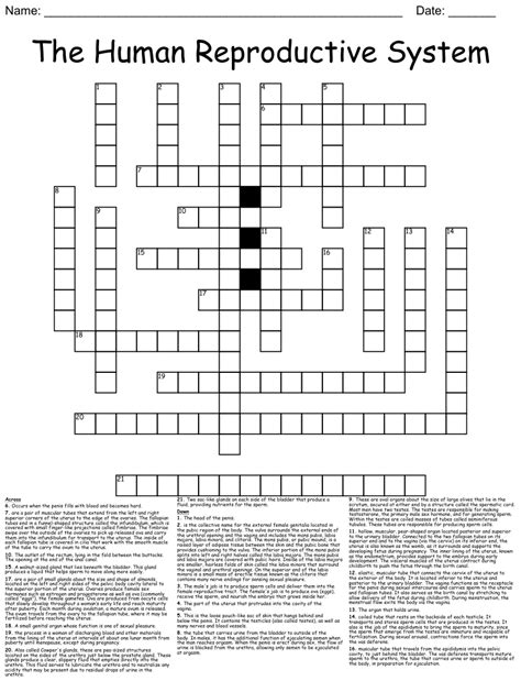 Female Reproductive System Crossword Puzzle