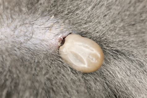 Paralysis Tick Symptoms Prevention And Treatments