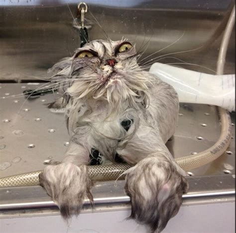 Cat Baths 6 Things You Should Not Do Catster