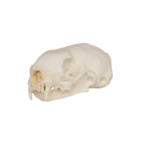 Replica Weasel Skull — Skulls Unlimited International Inc