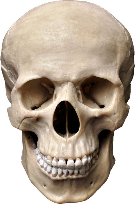 Skull free png and psd. Череп PNG картинки скачать бесплатно, черепа PNG