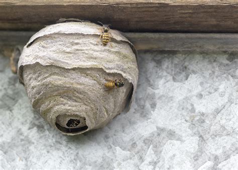 Vacationer Comes Home To Find Giant Hive At Door Hunger Games