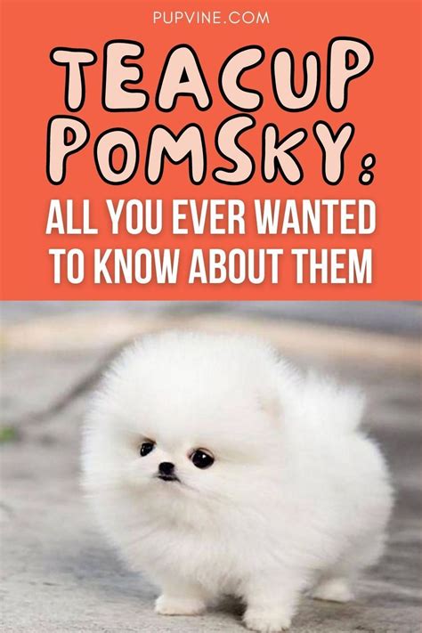 Teacup Pomsky All You Ever Wanted To Know About Them Pomsky Teacup