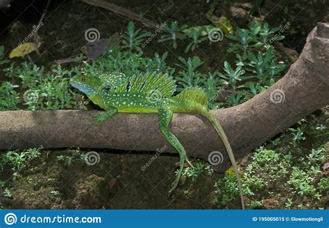 Green Basilisk Lizard Or Double Crested Basilisk Lizard Basiliscus