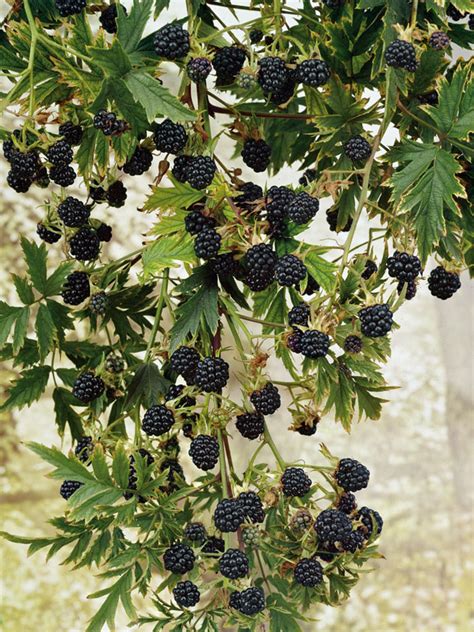 Arapaho Blackberry Bush Bare Root For Sale