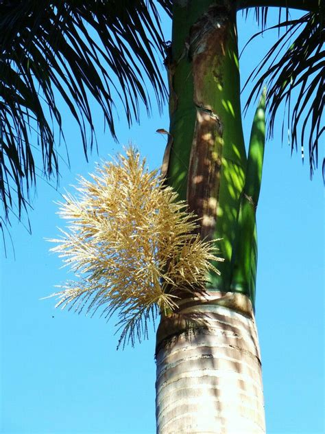 Roystonea Regia Cuban Royal Palm Tree Ornamental Palms Home Plant Seed