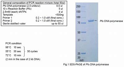 Pfu Dna Polymerase Dntps Economy With Reaction Buffer Cosmo Bio