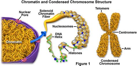 Molecular Expressions Cell Biology Chromatin And Chromosomes