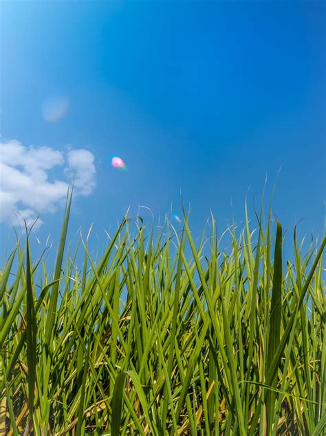 The Green Grass Pixahive