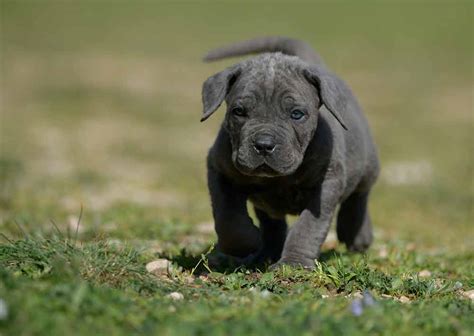 > all new york bronx brooklyn fairfield long island manhattan new jersey queens staten island westchester. breeders of cane corso in New york state and for sale cane ...
