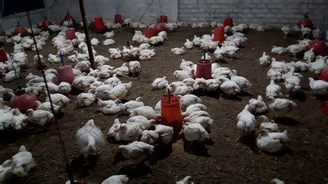 Poultry Farming Youtube