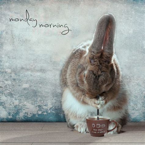 A Rabbit Sitting Next To A Coffee Cup With The Words Monday Morning