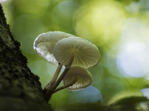 The Medical Benefits Of Taking Psilocybin ‘magic Mushrooms The Growthop