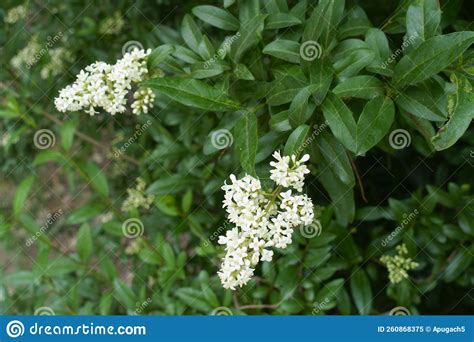 Pair Of Panicles Of White Flowers Of Wild Privet Stock Image Image Of