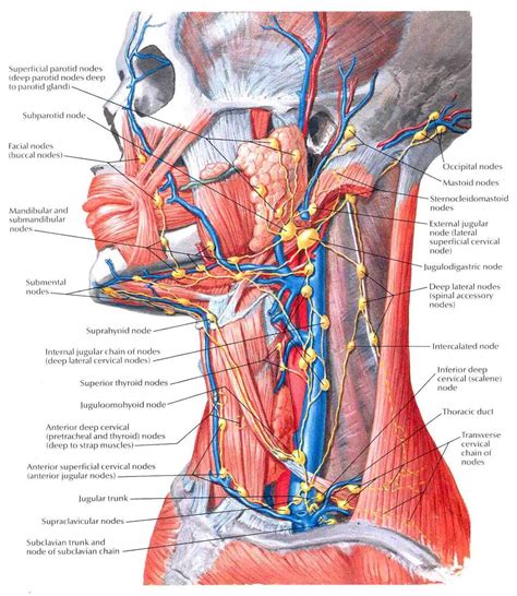 Different lymph node levels in the neck (the same levels exist on each side of the neck and are simply described as right versus left). https://www.google.com/search?q=yoga neck | Lymphatic ...