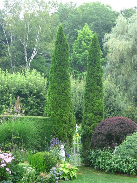 25 Best Ideas About Italian Cypress Trees On Pinterest Cypress Plant