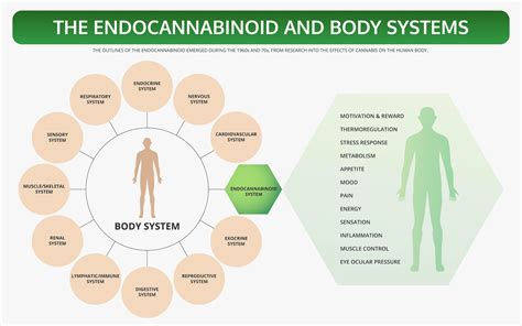 The Endocannabinoid System In Simple And Understandable Terms — Lucid Green