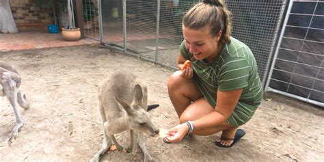 Aussie Experience Kangoeroes Knuffelen Bij Horizons Kangaroo Sanctuary