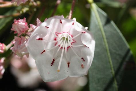 Mountain Laurel Connecticuts State Flower Flickr Photo Sharing
